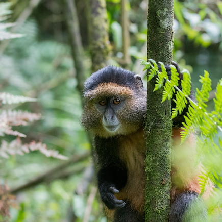 Observation animalière Rwanda