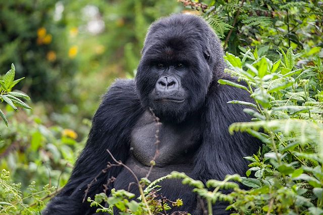 Observation animalière Rwanda