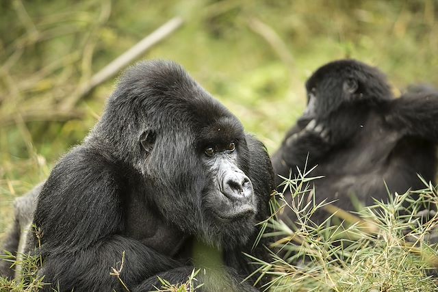 Safari Rwanda