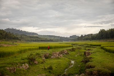 Riziere à Butare