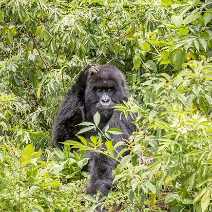 Safari Rwanda