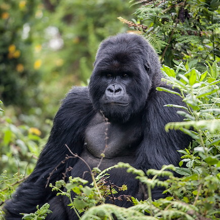Safari Rwanda