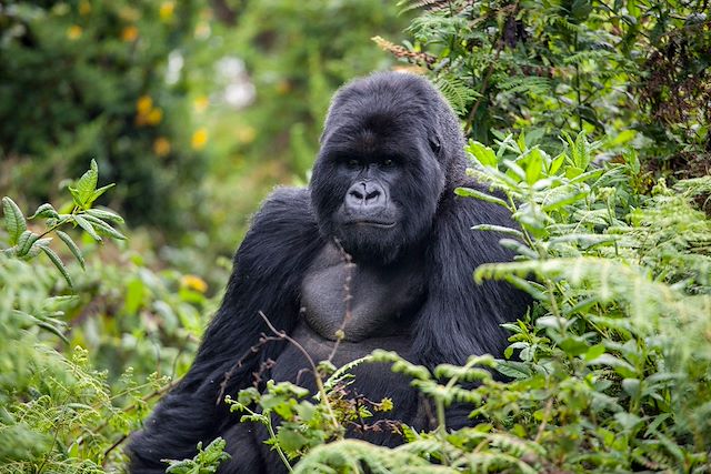 Safari Rwanda