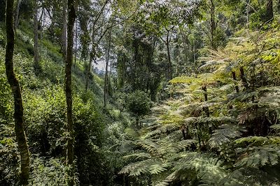 Fougères, Hike Canopy walk