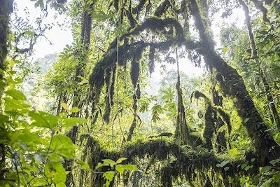 Nyungwe National Park, foret de Cyamudongo