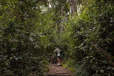 Randonnée, Parc National de Nyungwe