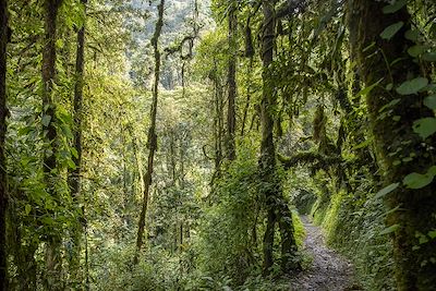Foret de Cyamudongo, Nyungwe National Park