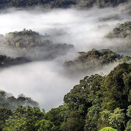 Safari Rwanda