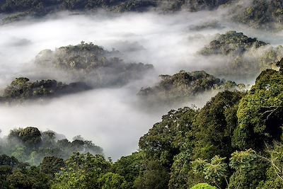 Parc national de Nyungwe - Rwanda