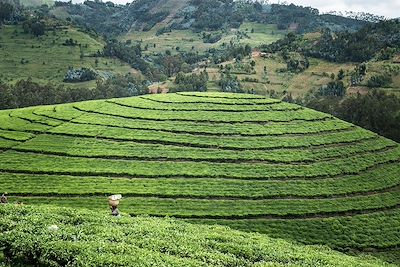 Plantation de thé - Kibuye - Rwanda