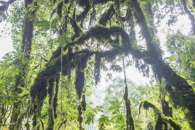 Nyungwe National Park, foret de Cyamudongo