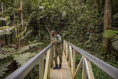 Pont suspendu, Parc National de Nyungwe