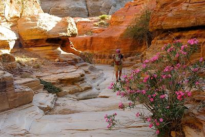 Randonnée au coeur de la cité antique de Pétra - Jordanie