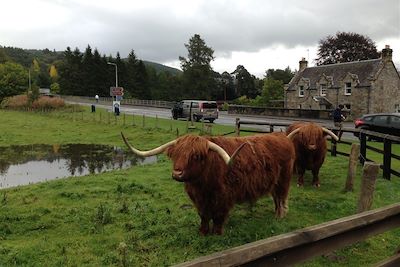 Vaches des Highlands - Ecosse