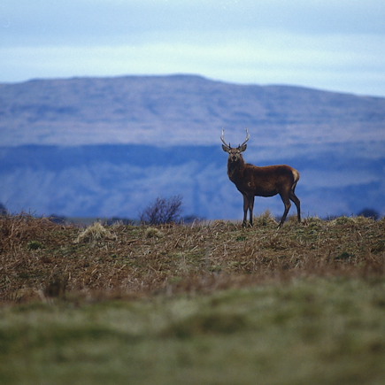 Randonnée Ecosse
