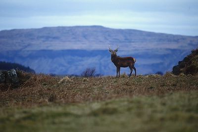 Île de Mull - Ecosse 