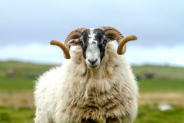 Voyage : Les îles sauvages : Islay, Jura et Mull Voyage Les îles sauvages : Islay, Jura et Mull