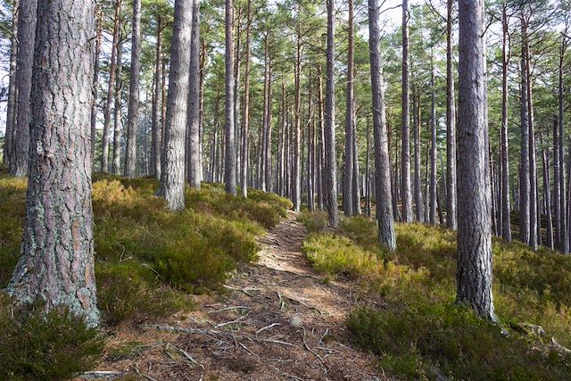 Voyage L'Ecosse en train : panorama sur les Highlands