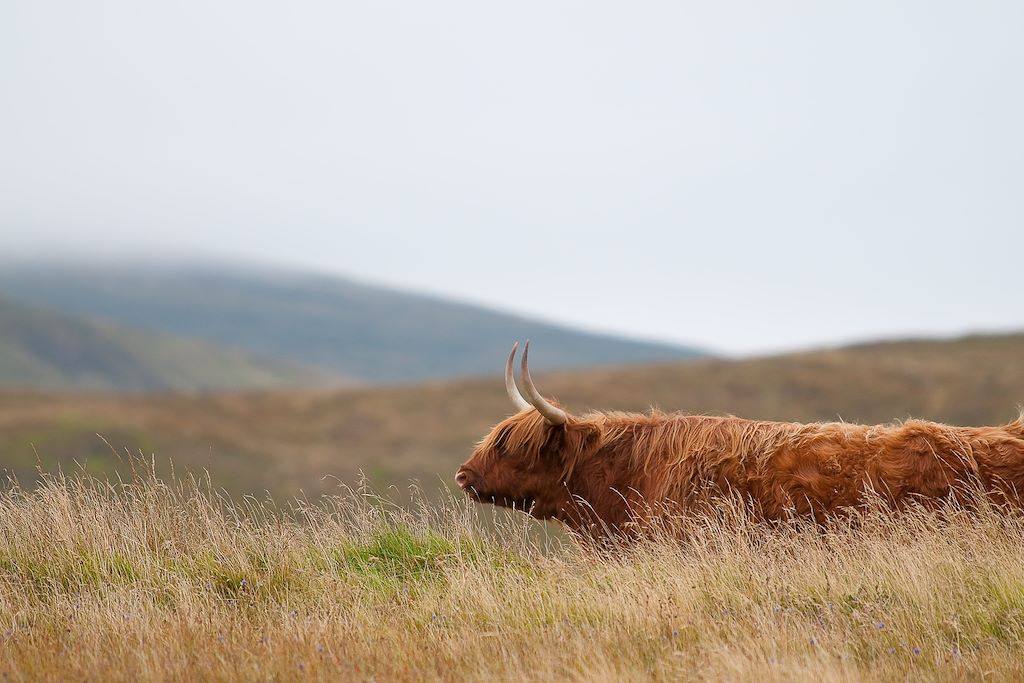 Image Randonnée Ecosse - Ile de Skye
