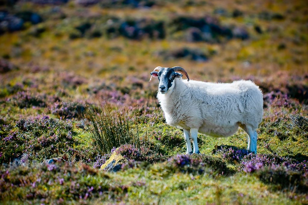 Image Ile de Skye - Glencoe - Ben Nevis - Voyage Ecosse