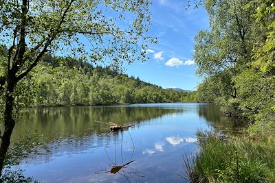 © Lili Marsan - Libellule - Lochan Spling - Ecosse - Royaume-Uni Libellule - Lochan Spling - Ecosse - Royaume-Uni