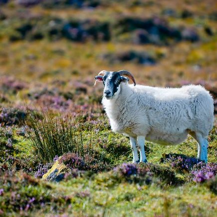 Randonnée Ecosse