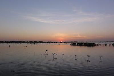 Mangrove près de Coubalan - Sénégal