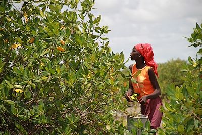 © Stéphanie Cascino - Sine Saloum - Sénégal Sine Saloum - Sénégal