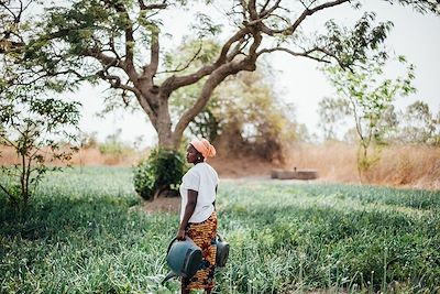 © Amélie Blondiaux / Hellolaroux - Champs d'oignons près de Dassilamé - Sénégal Champs d'oignons près de Dassilamé - Sénégal
