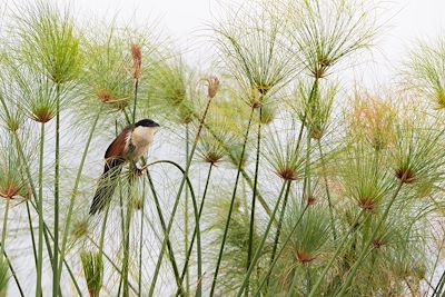 © Marilar Irastorza / Stocksy - Oiseau au Sénégal Oiseau au Sénégal