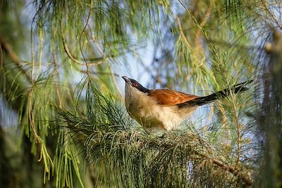 © David / Adobe Stock - Coucal du Sénégal - Sénégal Coucal du Sénégal - Sénégal