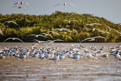 © Jana / Adobe Stock - Oiseaux - Lagune de Somone - Sénégal Oiseaux - Lagune de Somone - Sénégal