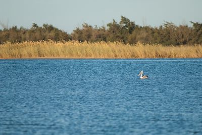© Victor / Adobe Stock - Pélican à dos rose - Parc national de la Langue de Barbarie - Saint-Louis - Sénégal Pélican à dos rose - Parc national de la Langue de Barbarie - Saint-Louis - Sénégal