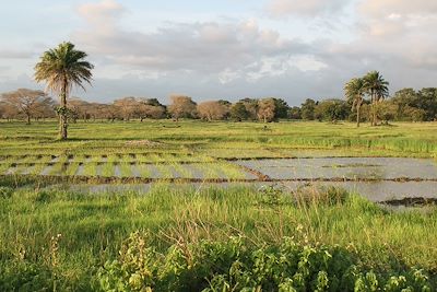 Rizière - Casamance - Sénégal