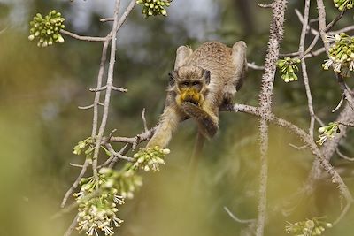 Singe vert - Sénégal