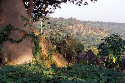Le village d'Iwol s'étend autour d'un grand arbre sacré pour les Bediks - Sénégal