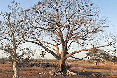 Baobabs près de Kaolack - Sénégal