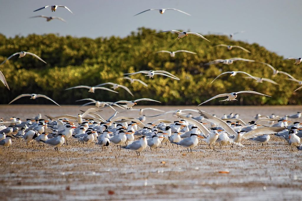 Image Randonnée Siné Saloum - Pirogue Dans Le Delta Du Sine Saloum - Bivouac Îlots Sauvages