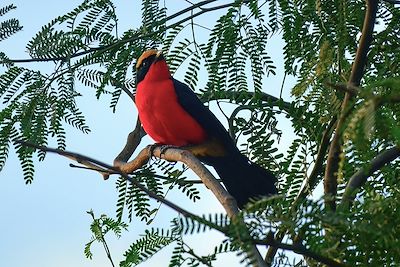 Oiseau Gonolek à couronne jaune - Sénégal