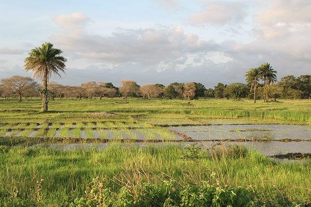 Multi-activités Sénégal