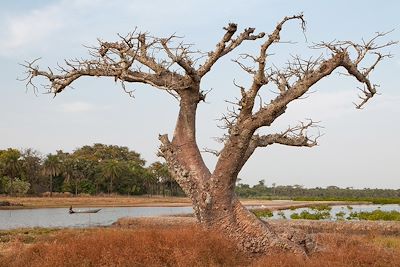 Baobab le long d'un bolong -  Oussouye  - Casamance - Sénégal