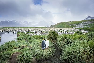 Manchots royaux - Georgie du Sud - Antarctique 