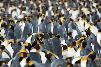 Manchots royaux - Antarctique 