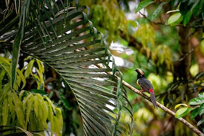 Toucan dans la jungle -  Salvador