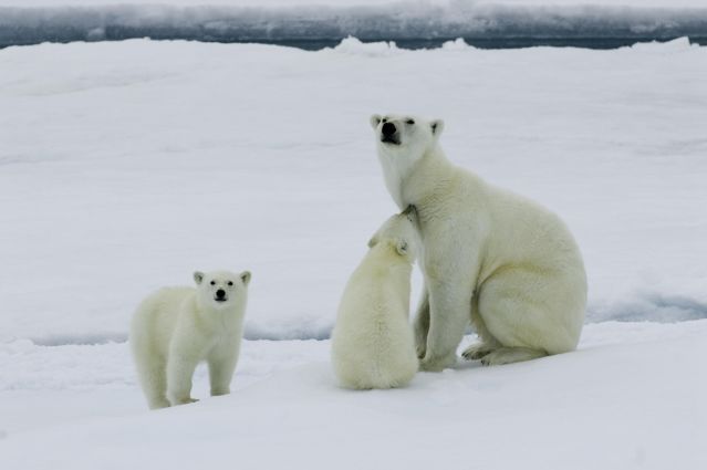 Voyage à pied : Un été avec les ours polaires