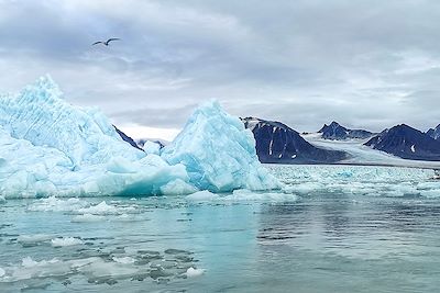 © Paloma Corbel - Sterne arctique - Spitzberg - Norvège Sterne arctique - Spitzberg - Norvège