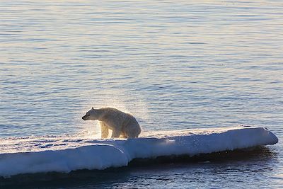 Ours polaire sur la banquise - Groenland