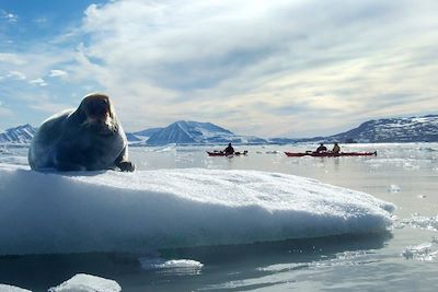 Phoque et kayak - Spitzberg - Norvège