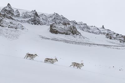 Rennes dans la neige immaculée du Spitzberg, ile de Svalbard 