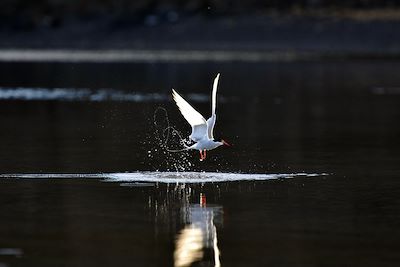 © Pierre Descotes - Spitzberg - Norvège Spitzberg - Norvège